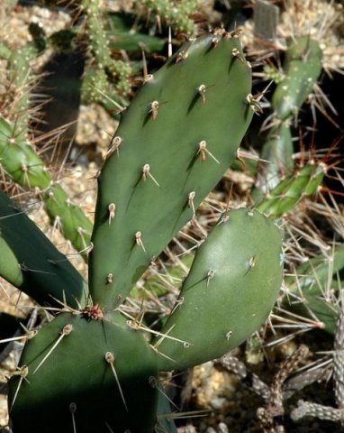 Opuntia_macbridei_2